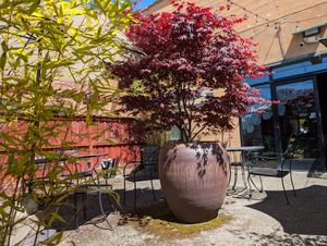 Outdoor patio at Blossom Vegetarian in Renton