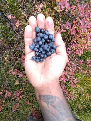  at Hagabrekka Wanderland - Wanderlust Yoga in Flatdal