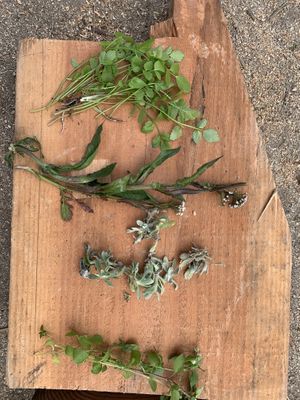   at Tanemusubidou - タネむすび堂 in Shodo Island