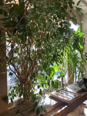   at FREA Bakery in Berlin