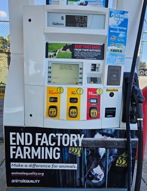 End factory farming, dairy takes babies from their mothers at Hangry Planet in San Bruno