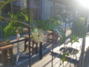 Passionflower coming into bloom! at CBCB & ODFUB in Brunswick