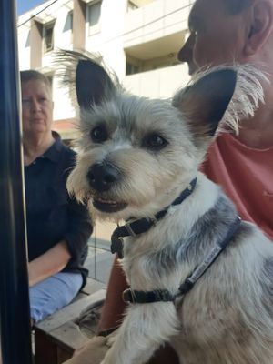 Curtis- house dog, regular, security manager, host, key sniffer of ankles at CBCB & ODFUB in Brunswick