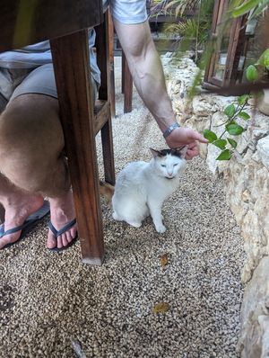 Restaurants cat at La Taquería in Tulum