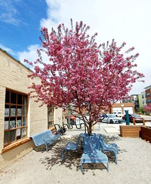 Blooming tree at FoCo Cafe - Feeding Our Community Ourselves in Fort Collins