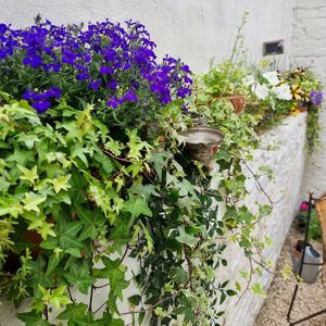 Flowers at back terrace at Plant Dragon in Leuven