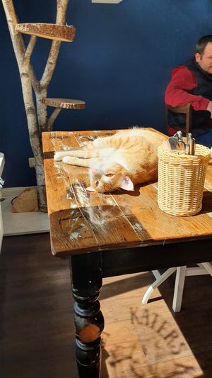 great atmosphere and super chill cats at Katers Köök in Hamburg