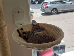 Sleeping cat 🐈 at Katers Köök in Hamburg