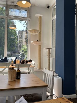 Cute cat sun bathing  at Katers Köök in Hamburg