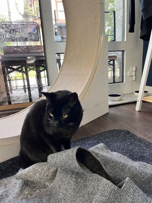 Cat  at Katers Köök in Hamburg