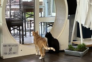   at Katers Köök in Hamburg