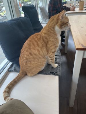   at Katers Köök in Hamburg