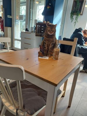 Katze Keshia ❤️ at Katers Köök in Hamburg