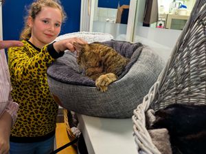 One of the friendly cats at Katers Köök at Katers Köök in Hamburg