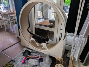 The cats at Katers Köök get plenty of exercise at Katers Köök in Hamburg