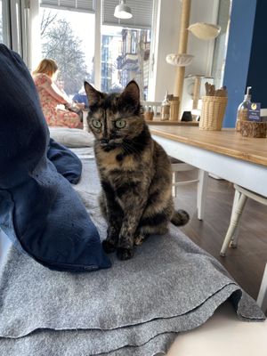   at Katers Köök in Hamburg