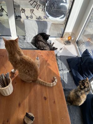   at Katers Köök in Hamburg