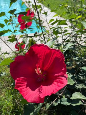 Piscina at Mulin Visconti Agriturismo in Castelleone