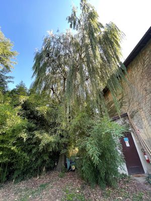 Bellissimo salice piangente at Mulin Visconti Agriturismo in Castelleone