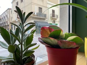 Love plant  at Mandrake  in Mazara Del Vallo