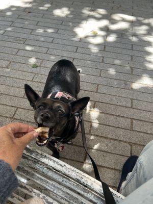 My dog liked it too  at Little Saint in Healdsburg