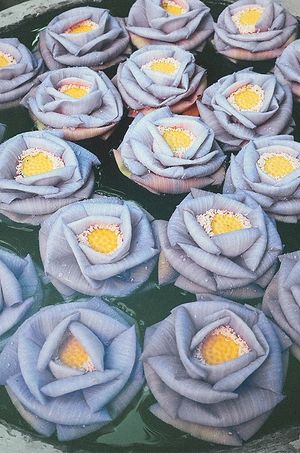  at Chanrey Tree in Siem Reap