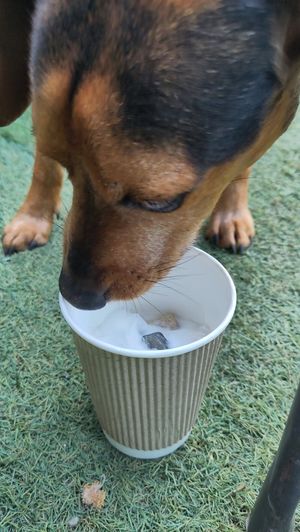 Doggie at Wild Cafe in Marsden