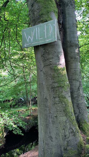 When you are facing West along the canal you'll see this one at Wild Cafe in Marsden