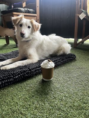 Doggychino for our dog Liv😄 at Wild Cafe in Marsden