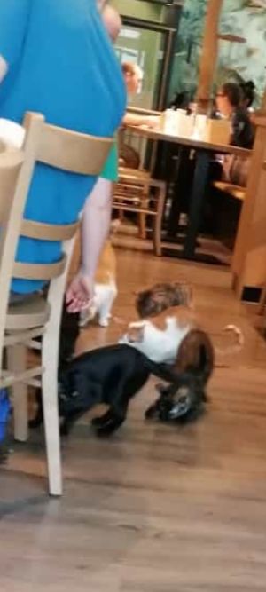 Futterspaß at Katzentempel - Leipzig Mitte in Leipzig