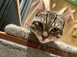 cat  at Katzentempel - Leipzig Mitte in Leipzig