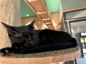 sleepy cat  at Katzentempel - Leipzig Mitte in Leipzig