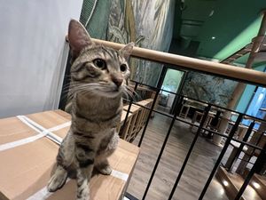 car  at Katzentempel - Leipzig Mitte in Leipzig