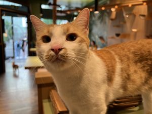 cat  at Katzentempel - Leipzig Mitte in Leipzig