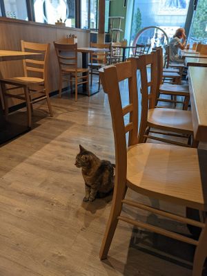  at Katzentempel - Leipzig Mitte in Leipzig