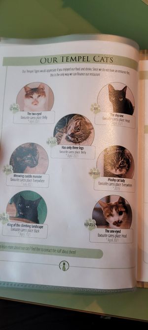 Katzen at Katzentempel - Leipzig Mitte in Leipzig