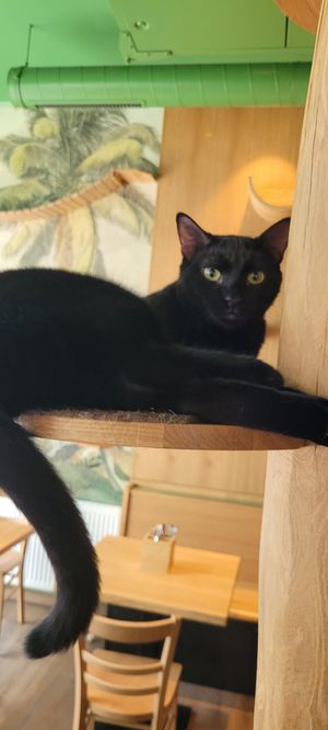 Sirius at Katzentempel - Leipzig Mitte in Leipzig