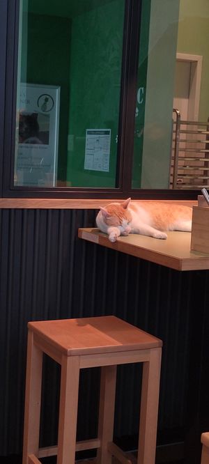 Corvo at Katzentempel - Leipzig Mitte in Leipzig