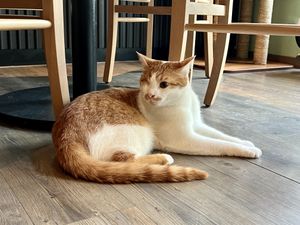 cat  at Katzentempel - Leipzig Mitte in Leipzig