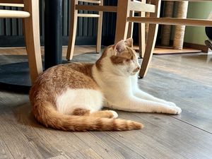 kitty  at Katzentempel - Leipzig Mitte in Leipzig