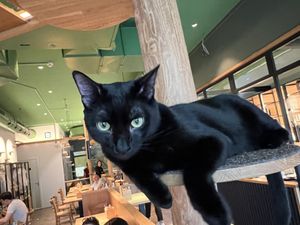 cat  at Katzentempel - Leipzig Mitte in Leipzig