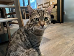 cat  at Katzentempel - Leipzig Mitte in Leipzig