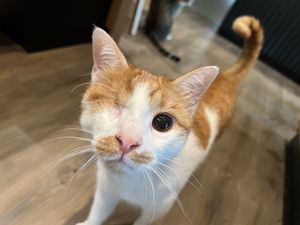 cat  at Katzentempel - Leipzig Mitte in Leipzig