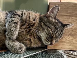 sleepy cat  at Katzentempel - Leipzig Mitte in Leipzig