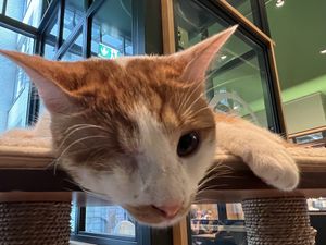 cat  at Katzentempel - Leipzig Mitte in Leipzig