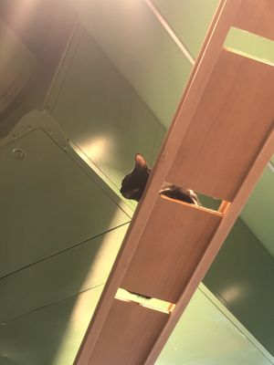 Cutie   at Katzentempel - Leipzig Mitte in Leipzig