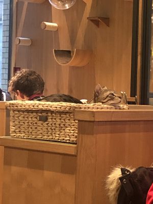 Another cutie   at Katzentempel - Leipzig Mitte in Leipzig