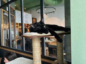 Katze  at Katzentempel - Leipzig Mitte in Leipzig