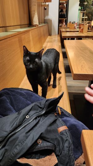 Neugierige Katze at Katzentempel - Leipzig Mitte in Leipzig