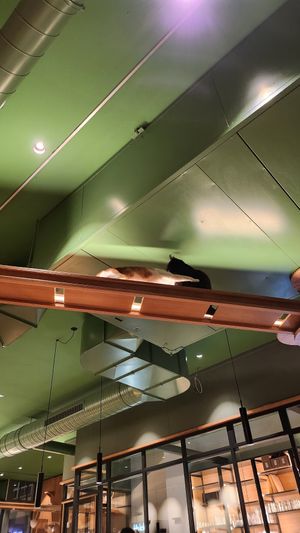 "Kämpfende" Katzen at Katzentempel - Leipzig Mitte in Leipzig